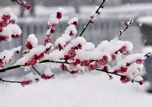 再不见梨花雪（问夏碎梦）,问夏碎梦的浪漫诗篇